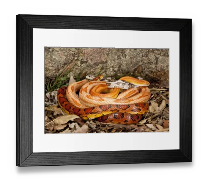 Framed Print : Multi Color Phase Corn Snakes, Elaphe guttata, Native to Eastern US Framed Print : Multi Color Phase Corn Snakes, Elaphe guttata, Native to Eastern US