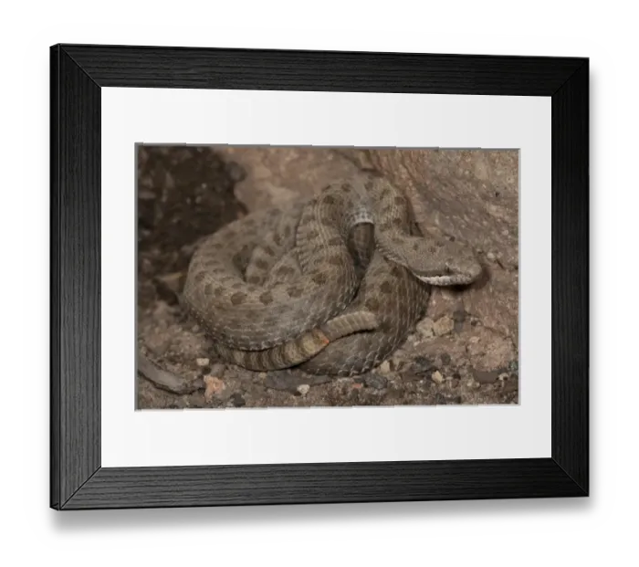 Framed Print : Twin-spotted Rattlesnake, Crotalus pricei, South Eastern Arizona Framed Print : Twin-spotted Rattlesnake, Crotalus pricei, South Eastern Arizona