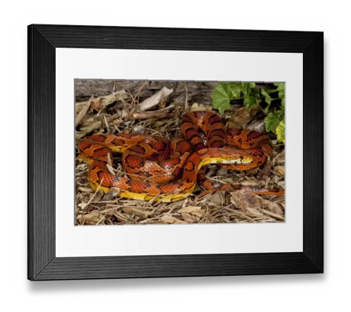 Framed Print : Oketee Corn Snake, Elaphe guttata, Native to Eastern US
