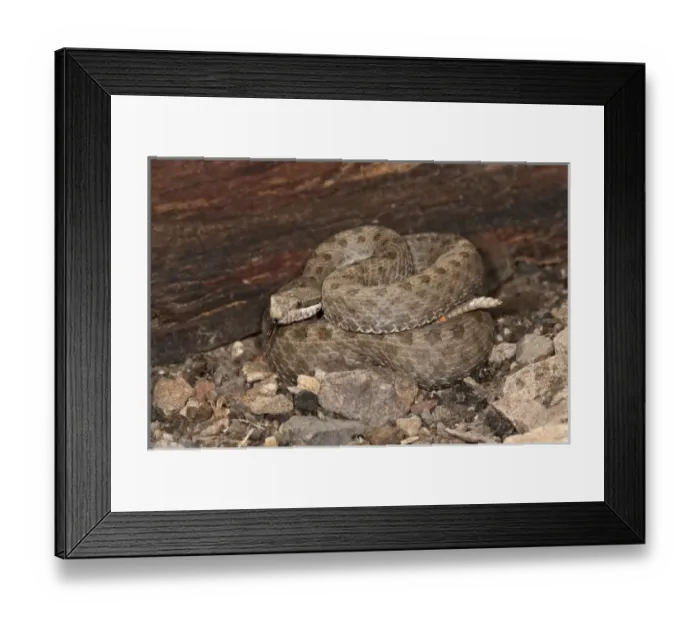 Framed Print : Twin-spotted Rattlesnake, Crotalus pricei, South Eastern Arizona Framed Print : Twin-spotted Rattlesnake, Crotalus pricei, South Eastern Arizona