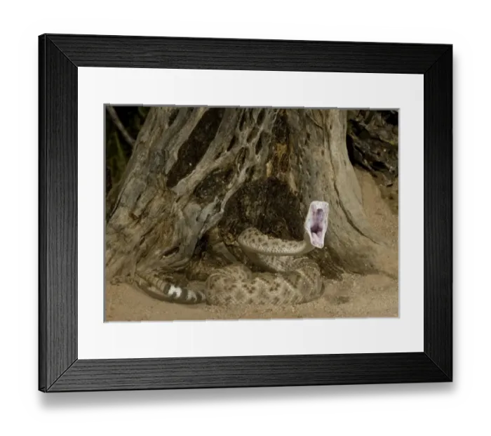 Framed Print : Nature, Fauna Framed Print : Nature, Fauna
