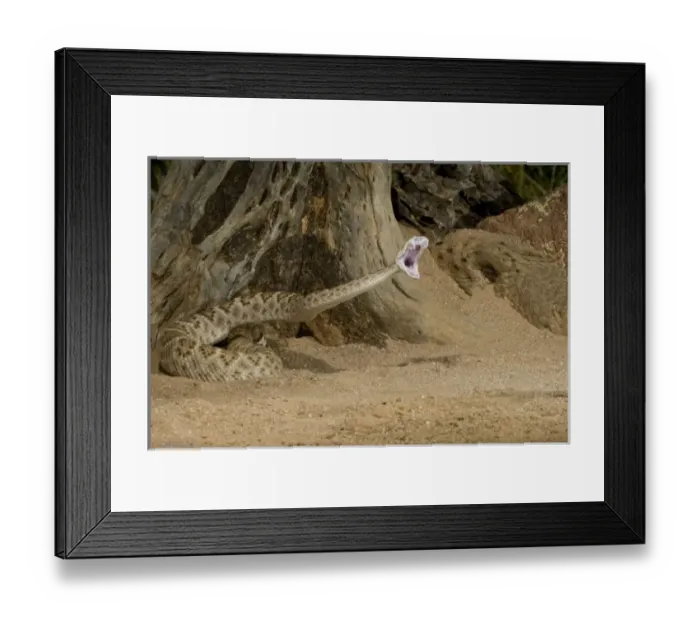 Framed Print : Nature, Fauna Framed Print : Nature, Fauna