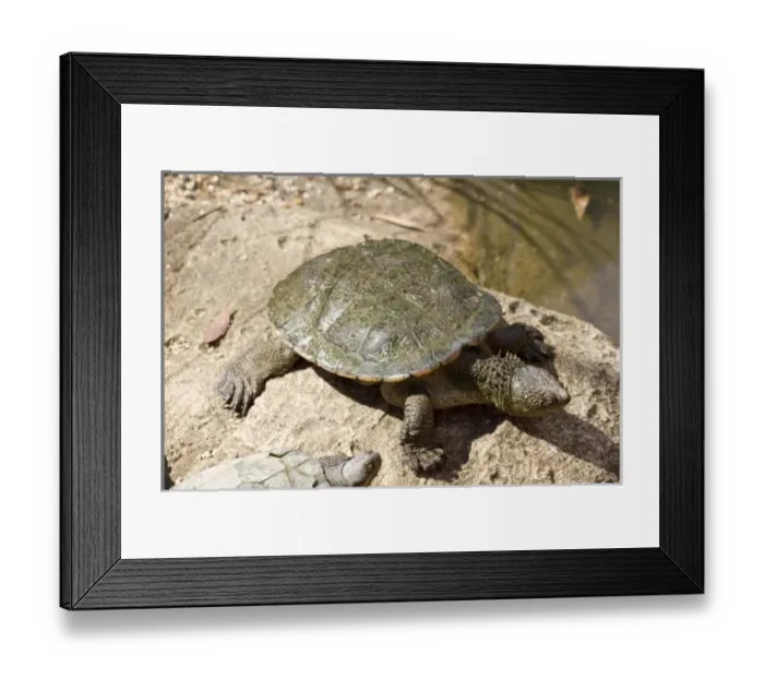 Framed Print : Nature, Fauna Framed Print : Nature, Fauna