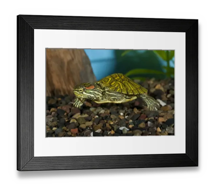 Framed Print : Nature, Fauna Framed Print : Nature, Fauna