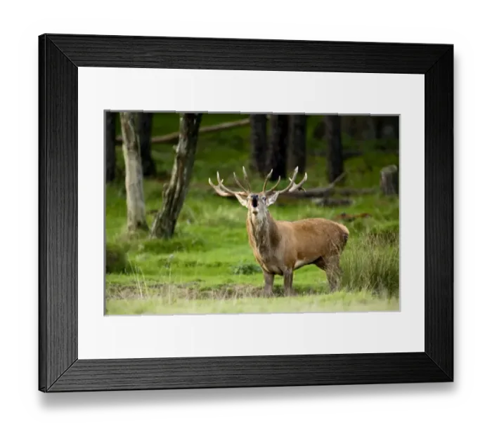 Framed Print : Nature, Fauna Framed Print : Nature, Fauna