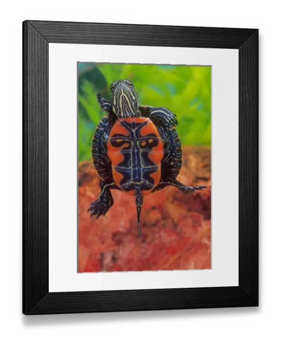 Framed Print : Western Painted Turtle, Chrysemys picta, Native to Mid West and Northern Western US Framed Print : Western Painted Turtle, Chrysemys picta, Native to Mid West and Northern Western US