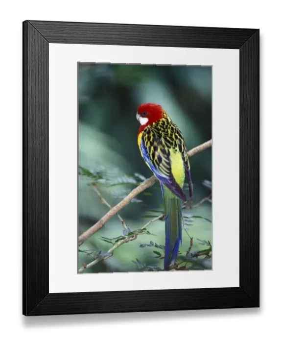 Framed Print : Colorful tropical bird