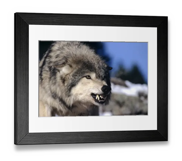 Framed Print : Snarling Gray or Timber Wolf(Canis Lupus), Captive Framed Print : Snarling Gray or Timber Wolf(Canis Lupus), Captive