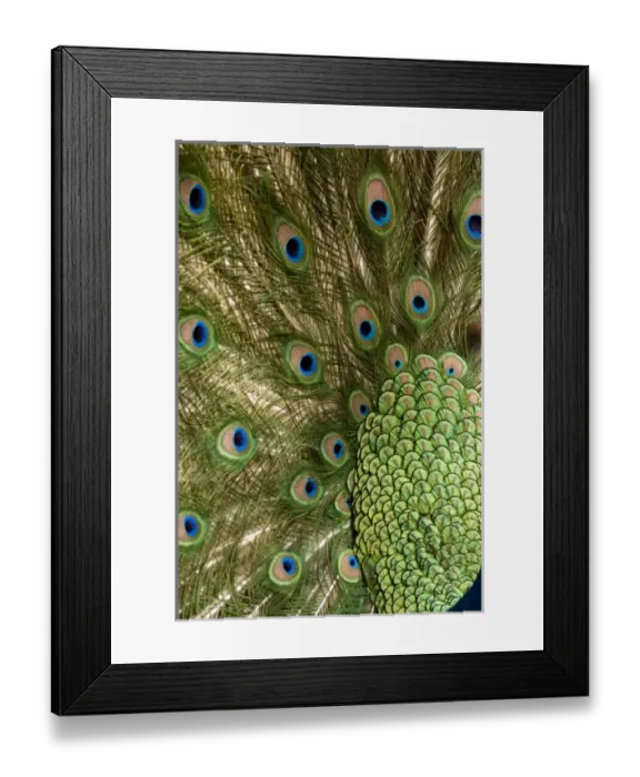Framed Print : Nature, Fauna Framed Print : Nature, Fauna