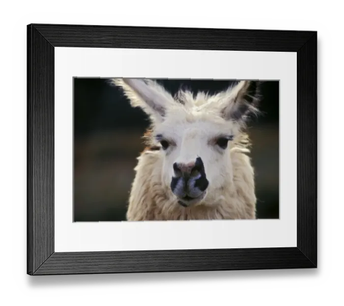 Framed Print : Portrait of a llama