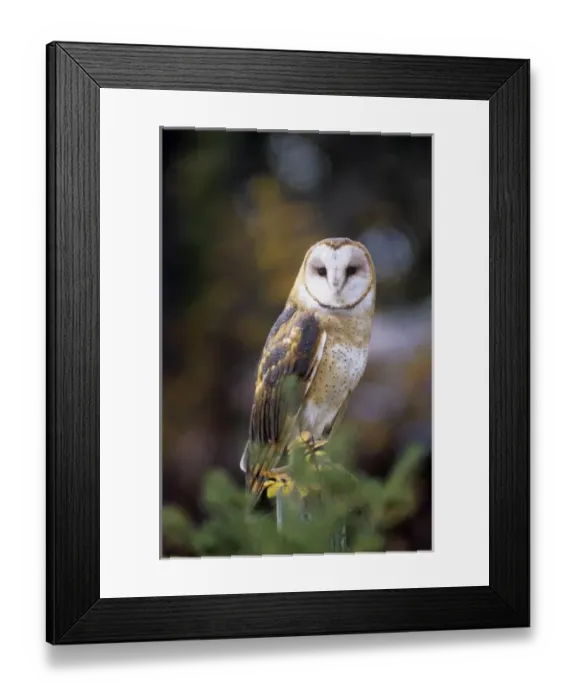 Framed Print : Nature, Fauna Framed Print : Nature, Fauna