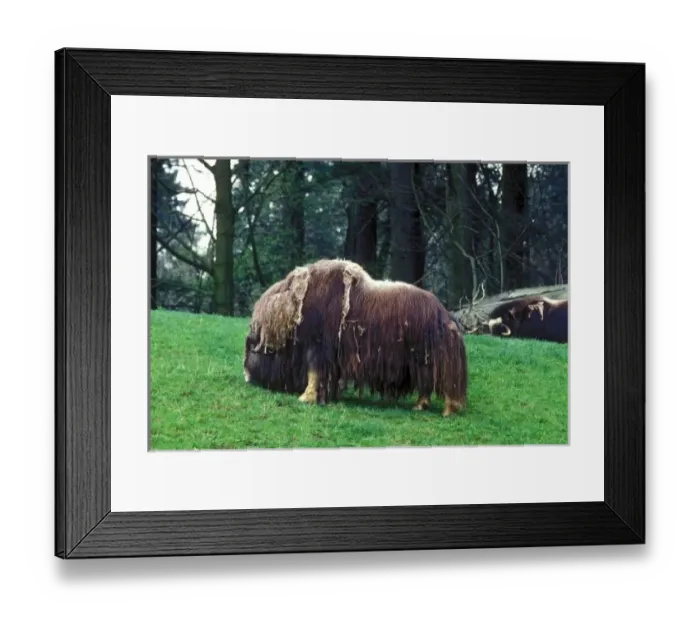 Framed Print : A Musk Ox grazes on a green hill