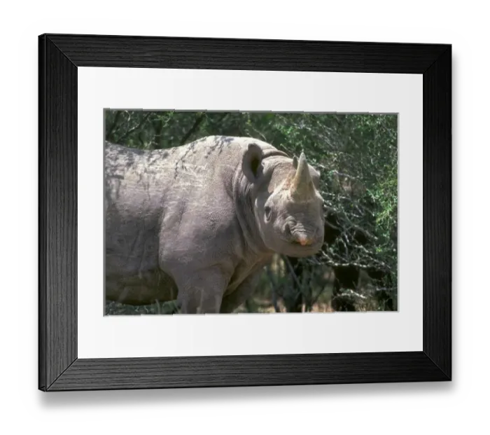Framed Print : A Black Rhinoceros grazes on Texas ranch, USA; North America