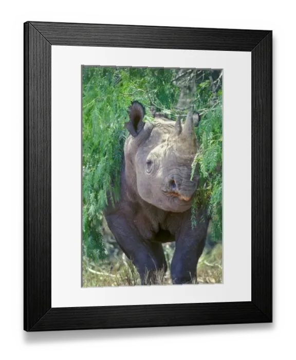 Framed Print : A Black-horned Rhinoceros at Texas ranch, USA