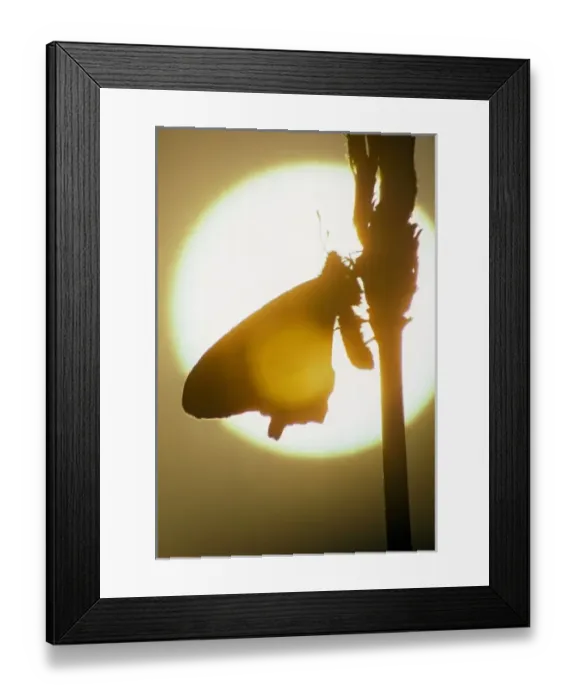 Framed Print : Adult Pipevine Swallowtail Silhouette in American River park, Carmichael, a suburb of Sacramento Framed Print : Adult Pipevine Swallowtail Silhouette in American River park, Carmichael, a suburb of Sacramento