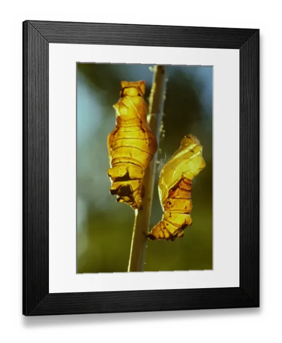 Framed Print : Nature, Fauna Framed Print : Nature, Fauna