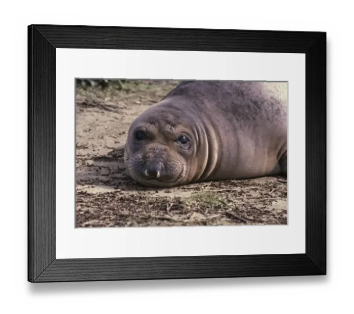 Framed Print : Portrait of a young elephant seal on California beach, USA