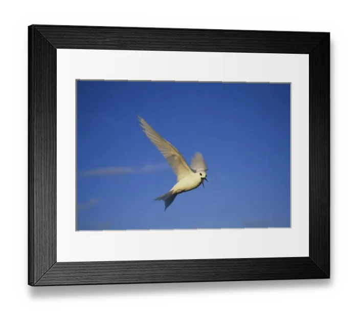 Framed Print : Common Fairy Tern, (Gygis alba), hovering overhead, Ascension Island, South Atlantic Ocean