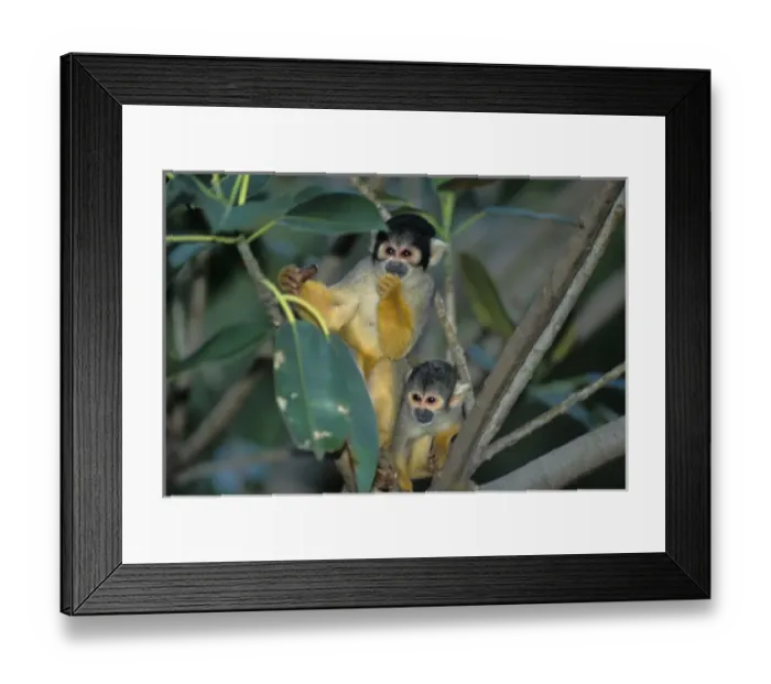 Framed Print : Nature, Fauna Framed Print : Nature, Fauna