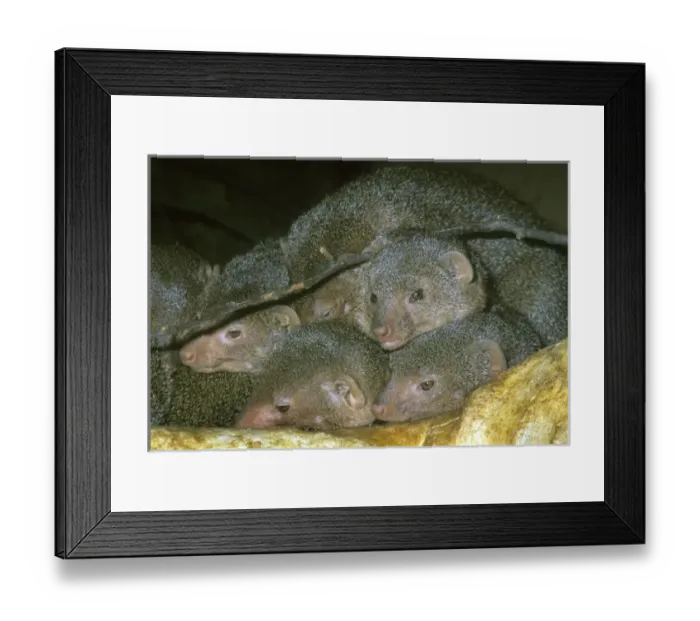 Framed Print : Nature, Fauna Framed Print : Nature, Fauna