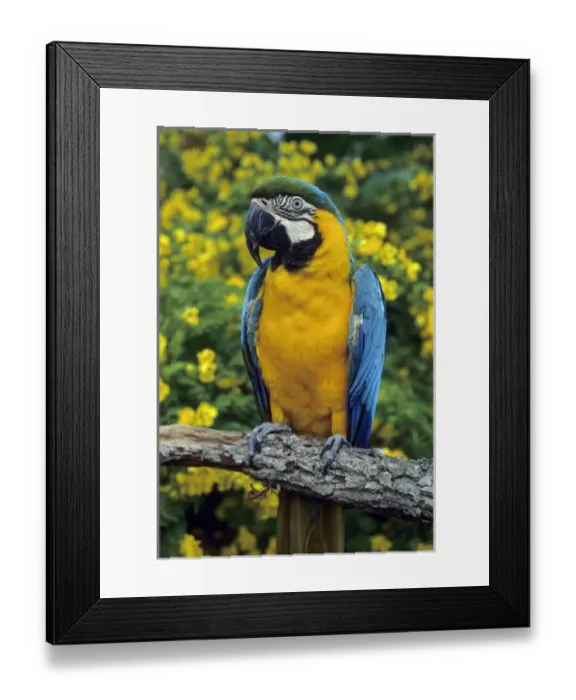 Framed Print : Nature, Fauna