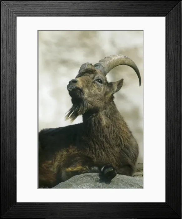 Framed Print : Siberian Ibex, (Capra ibex sibirica), portrait of Ibex laying down, captive Framed Print : Siberian Ibex, (Capra ibex sibirica), portrait of Ibex laying down, captive