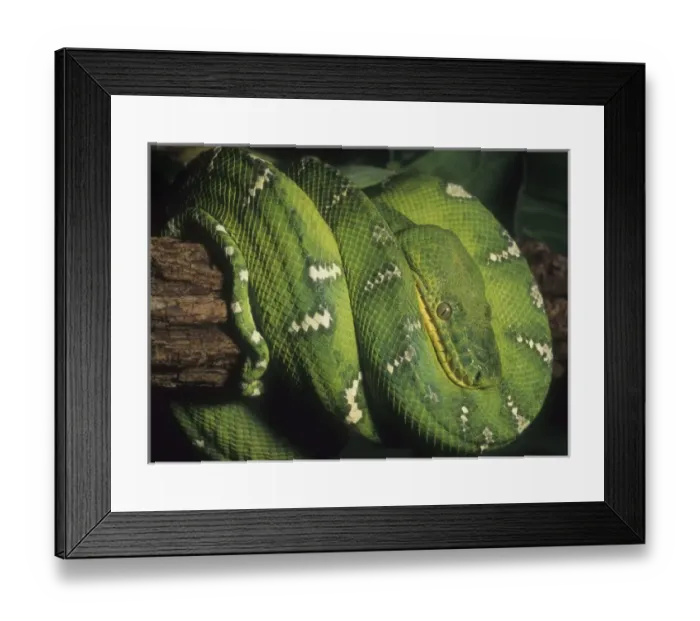 Framed Print : Emerald Tree Boa, (Corallus canina), S. America Framed Print : Emerald Tree Boa, (Corallus canina), S. America