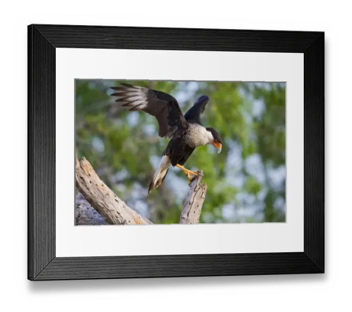 Framed Print : Crested Caracara (Caracara cheriway) adult, landing with wings beating, Hidalgo county, s Framed Print : Crested Caracara (Caracara cheriway) adult, landing with wings beating, Hidalgo county, s