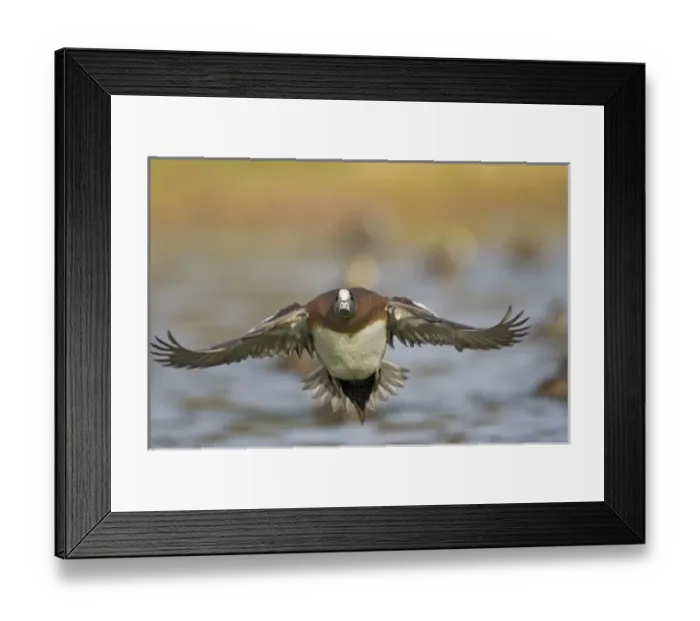 Framed Print : Nature, Fauna
