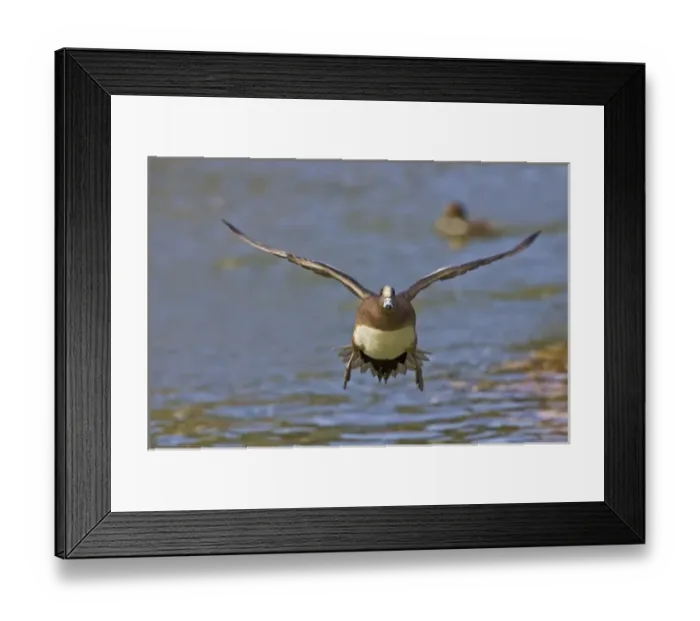 Framed Print : American Wigeon (Anas americana) male landing on pond, winter Framed Print : American Wigeon (Anas americana) male landing on pond, winter