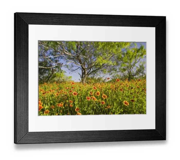 Framed Print : Nature, Fauna Framed Print : Nature, Fauna