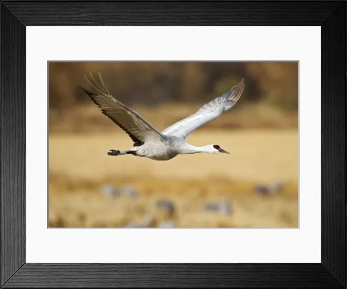 Framed Print : Nature, Fauna Framed Print : Nature, Fauna