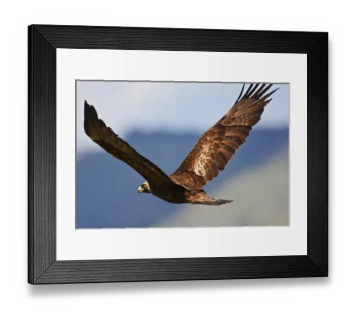 Framed Print : Golden Eagle (Aquila chryseatos) adult in flight, an endangered species of raptor Framed Print : Golden Eagle (Aquila chryseatos) adult in flight, an endangered species of raptor