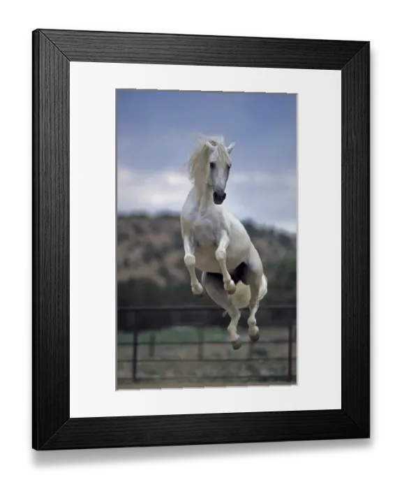 Framed Print : Andalusian Stallion Jumping, PR Framed Print : Andalusian Stallion Jumping, PR
