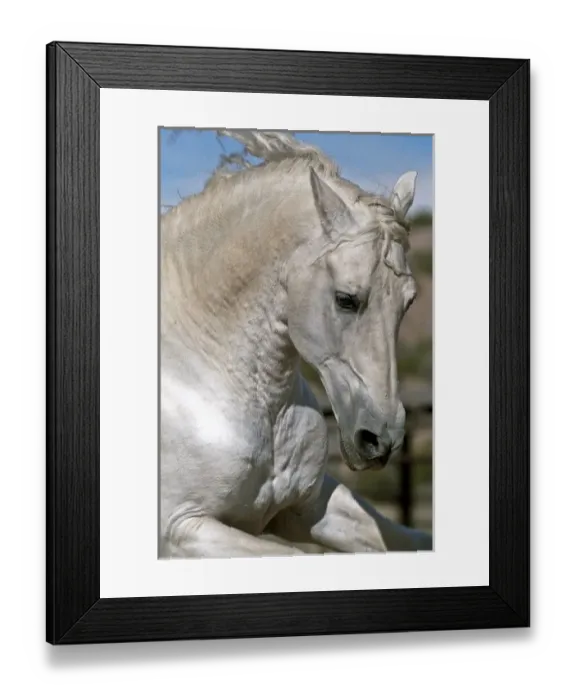 Framed Print : Nature, Fauna Framed Print : Nature, Fauna