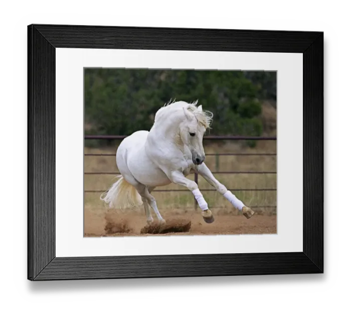 Framed Print : Nature, Fauna Framed Print : Nature, Fauna