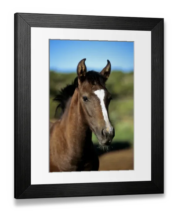 Framed Print : Andalusian Colt, PR Framed Print : Andalusian Colt, PR