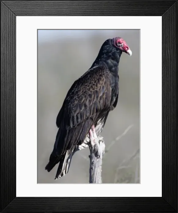 Framed Print : Turkey vulture (Cathartes aura), also called turkey buzzard, common bird of the United