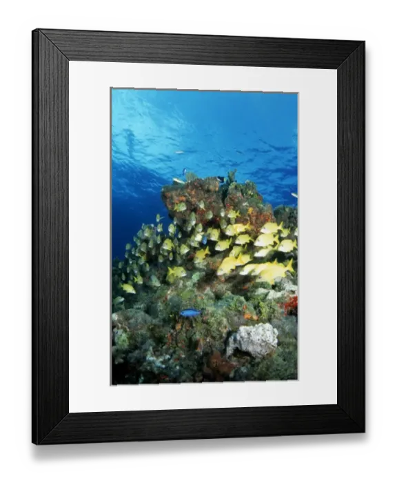 Framed Print : Bluestriped grunt caribbean