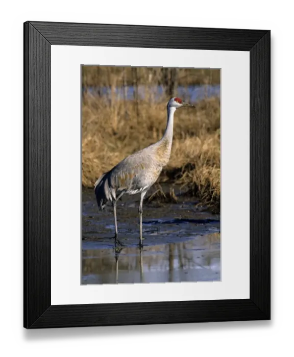 Framed Print : Sandhill crane Canada Framed Print : Sandhill crane Canada