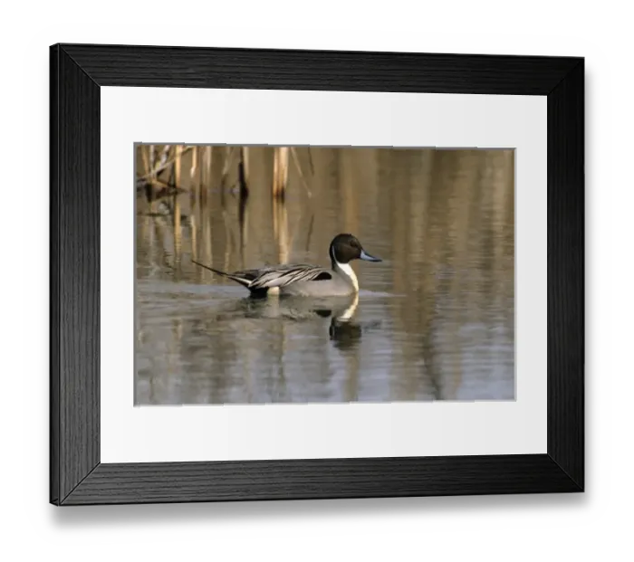 Framed Print : Northern pintail canada, north america