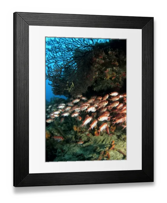 Framed Print : Blackbar soldierfish Caribbean Framed Print : Blackbar soldierfish Caribbean