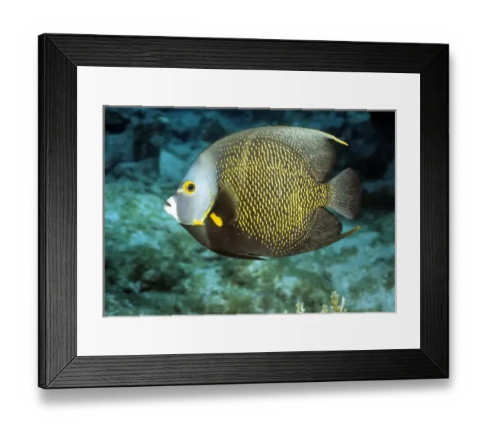 Framed Print : French angelfish Caribbean Framed Print : French angelfish Caribbean