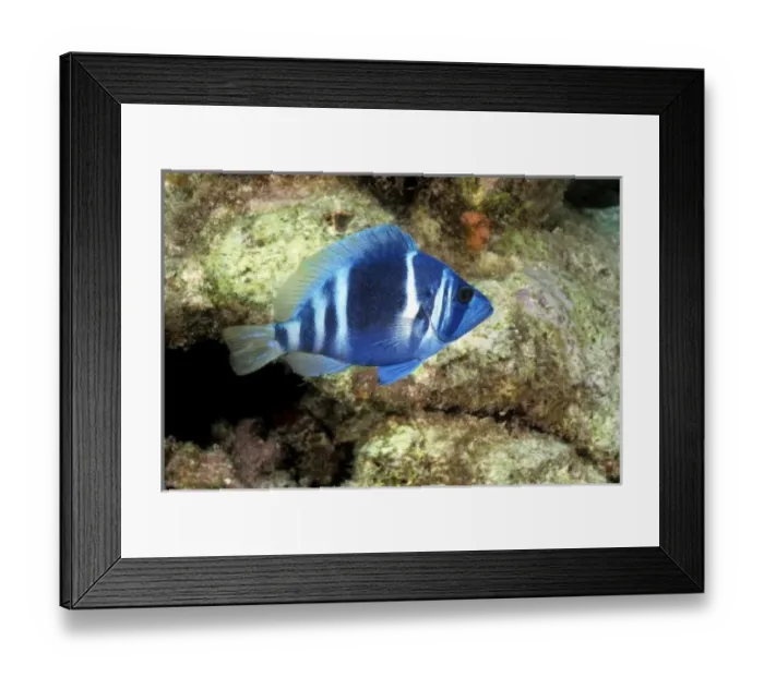 Framed Print : Indigo hamlet, Caribbean Framed Print : Indigo hamlet, Caribbean