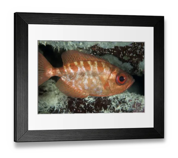 Framed Print : Glasseye snapper, Caribbean