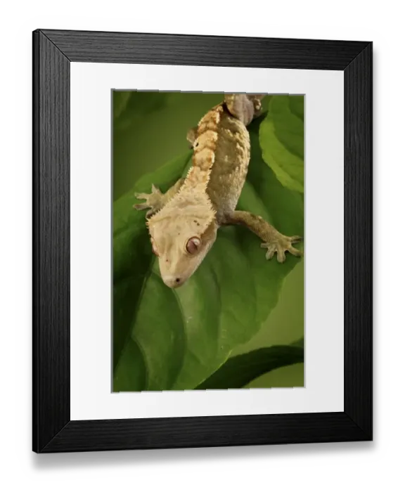 Framed Print : Nature, Fauna Framed Print : Nature, Fauna