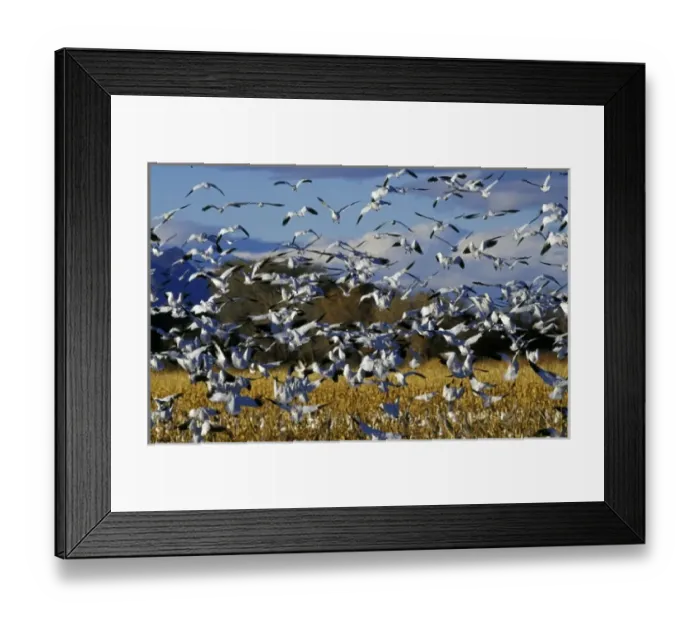 Framed Print : USA, New Mexico, Bosque del Apache NWR. Snow Geese landing in corn field (Chen caerulescens)
