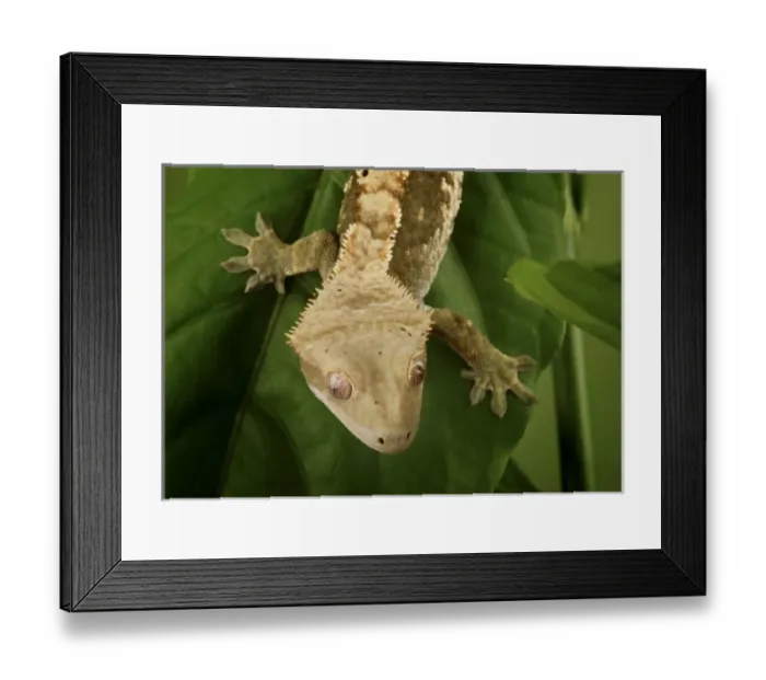 Framed Print : Nature, Fauna Framed Print : Nature, Fauna
