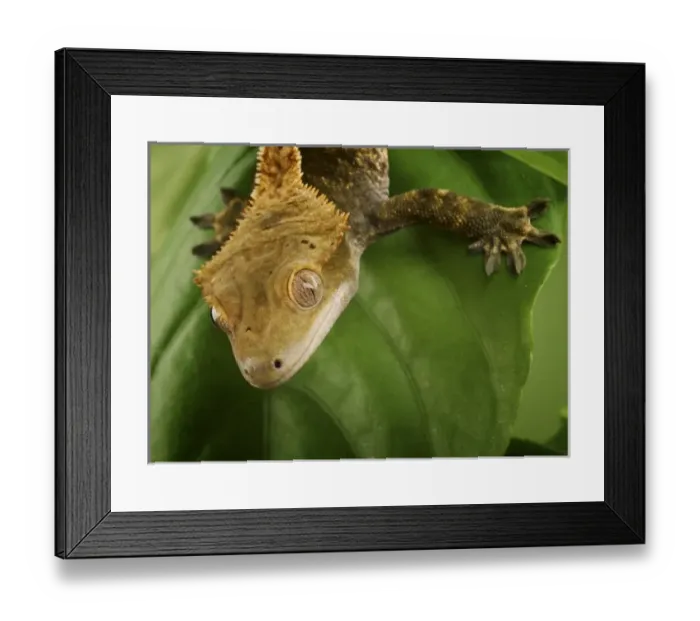Framed Print : Nature, Fauna Framed Print : Nature, Fauna