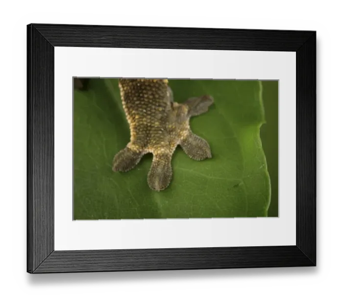 Framed Print : Nature, Fauna Framed Print : Nature, Fauna